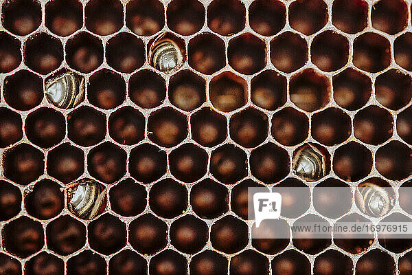 Tote Bienen in einer Honigwabe