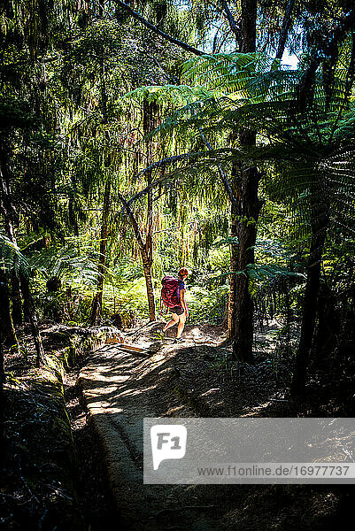 Frau geht durch den Wald auf dem Abel Tasman Coast Track