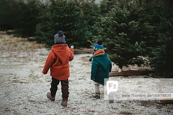 Rückansicht von Kindern  die auf einer Baumfarm Weihnachtsbäume pflücken