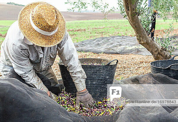 Hockender Mann mit Hut und Schutzhandschuhen beim Pflücken von Oliven mit einem großen Eimer auf dem Feld.