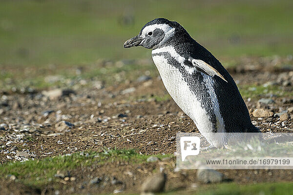 Nahaufnahme eines Magellanpinguins auf der Insel Magdalena  Los Pinguinos Natural Monument  Punta Arenas  Patagonien  Chile