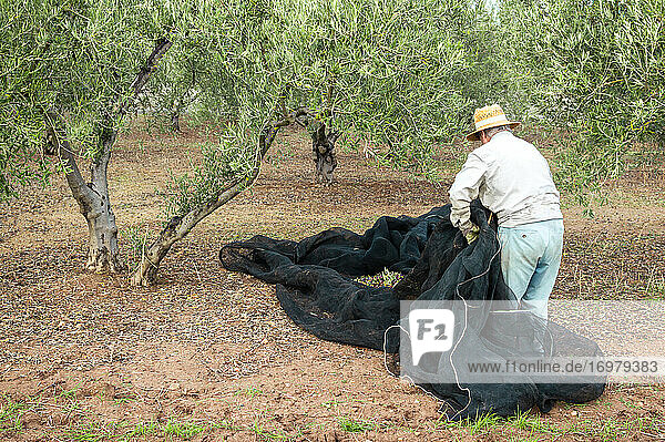 Alter Bauer mit Strohhut auf dem Feld bei der Olivenernte mit einem Netz.