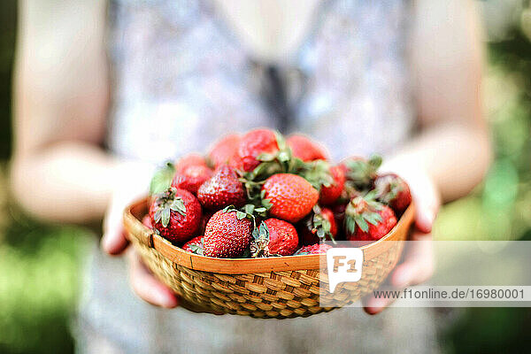 Cropped image of woman holding strawberries at farm