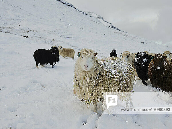 Schafe im Schnee mit Blick in die Kamera auf den Färöer Inseln