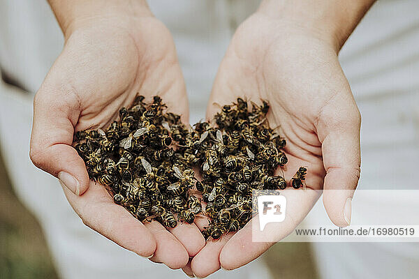 Eine Menge toter Bienen in einer Hand