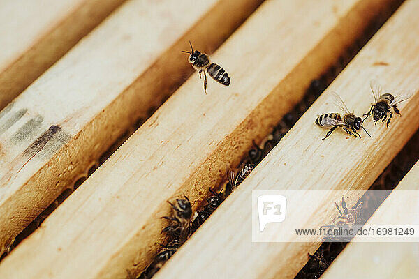 Ein Beutezug von Bienen in einer Honigwabe