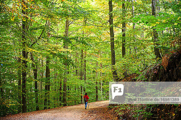 Rückansicht einer Rucksacktouristin beim Wandern im grünen Wald
