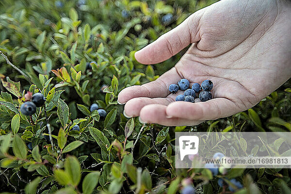 Close up of hand holding wild blueberries and blueberry bushes  Maine