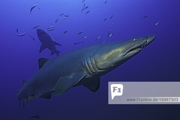 Sand tiger shark (Carcharias taurus) shark  Cape Lookout  Atlantic Ocean  North Carolina
