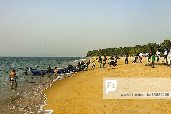 Local fishermen pulling their nets on a beach in Robertsport  Liberia  Africa