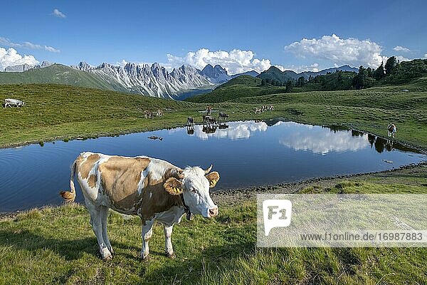 Cows on the alpine pasture  Tyrolean Simmental cattle  at the Salfeins Lake  Salfeins-Alm  Stubai Alps  Tyrol  Austria  Europe