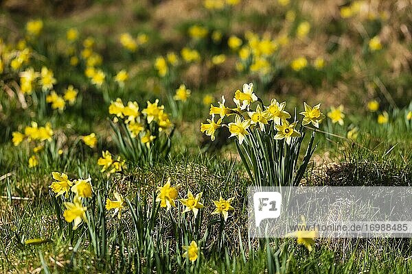 Narzissenwiese mit wilden Gelben Narzissen (Narcissus pseudonarcissus)  Narzissenroute  Nationalpark Eifel  NSG Perlenbach- und Fuhrtsbachtal  Monschau-Höfen  Nordrhein-Westfalen  Deutschland  Europa