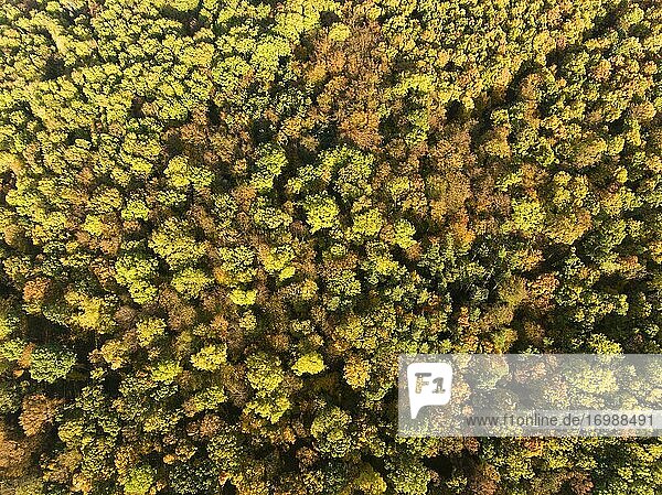 Herbststimmung  Vogelperspektive  Luftaufnahme  Steigerwald Erfurt  Thüringen  Deutschland  Europa