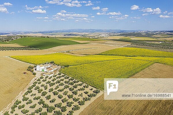 Cultivations of olive trees (Olea europaea)  sunflowers (Helianthus annuus) and cornfields  aerial view  drone shot  Campiña Cordobesa  Córdoba province  Andalusia  Spain  Europe