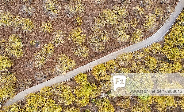 Maronenbäume (Castanea sativa) in herbstlichen Farben  Luftbild  Drohnenaufnahme  Flusstal des Genal  Provinz Málaga  Andalusien  Spanien  Europa