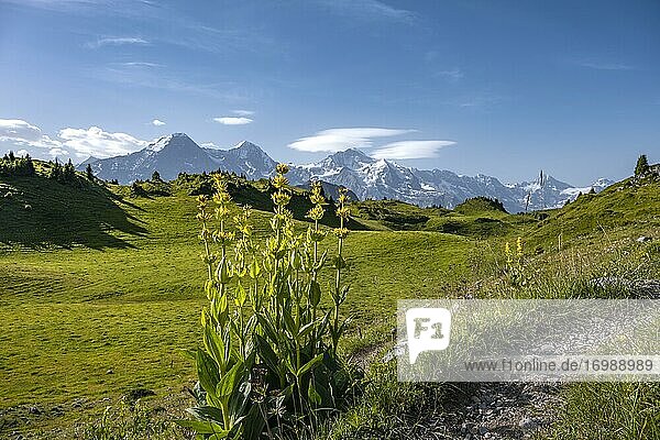 Gelber Enzian  Schynige Platte  hinten Berggipfel  Jungfrauregion  Grindelwald  Kanton Bern  Schweiz  Europa