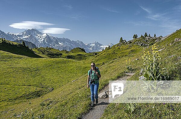 Hiker at the Schynige Platte  behind mountain tops  Jungfrau region  Grindelwald  Bern  Switzerland  Europe