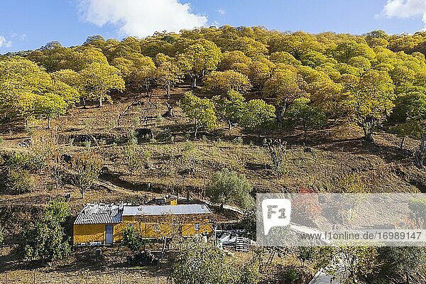 Bauernhaus und Maronenbäume (Castanea sativa) in herbstlichen Farben  Luftbild  Drohnenaufnahme  Flusstal des Genal  Provinz Málaga  Andalusien  Spanien  Europa