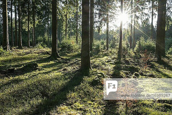 Fichtenwald (Picea abies)  im Gegenlicht mit Sonnenstern  Thüringer Wald  Thüringen  Deutschland  Europa