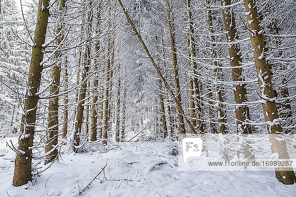 Baumstämme im Schnee  Winterwald  Hessen  Deutschland  Europa