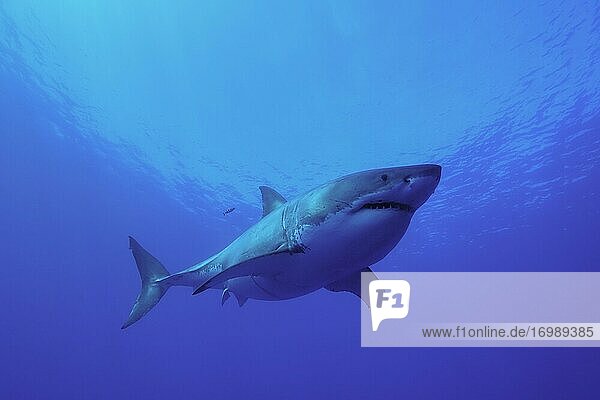 Great white shark (Carcharodon carcharias)  Isla Guadalupe  Pacific Ocean  Mexico  Central America