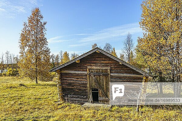 Alte Scheune im Herbst mit bunten Bäumen und blauem Himmel  Landkreis G?llivare  Schwedisch-Lappland  Schweden.