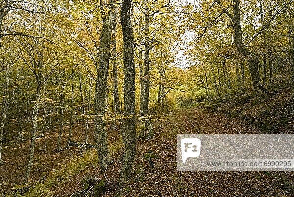 Schablone Mischwald mit Buchen  Eichen und Ebereschen im Herbst  Prioro  Regionalpark Picos de Europa  Provinz León  Region Kastilien und León  Spanien