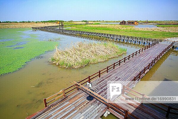 Hangzhou bay wetland