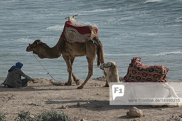 Mann rastet mit Kamelen am Meeresstrand  Taghazout  Marokko