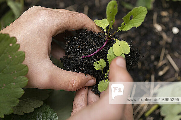 Close up hand cupping sapling in dirt