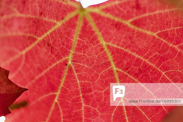 Close up vibrierenden roten Herbst Blätter