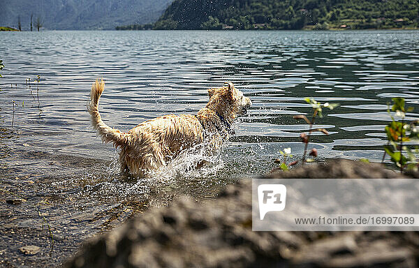 Golden Retriever spritzt im Wasser  während er am See Idro steht  an einem sonnigen Tag