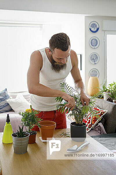 Bearded man cutting potted plant at home