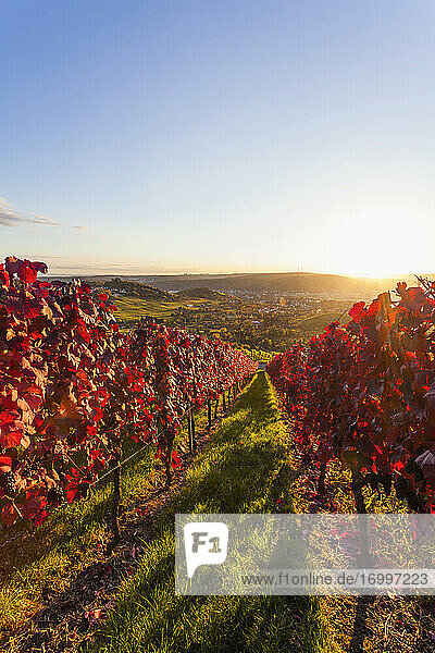 Sun setting over red autumn vineyard