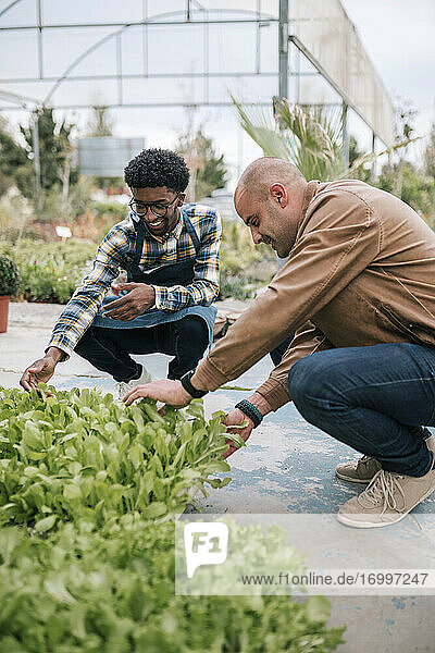 Male owner with young botanist examining plants at greenhouse