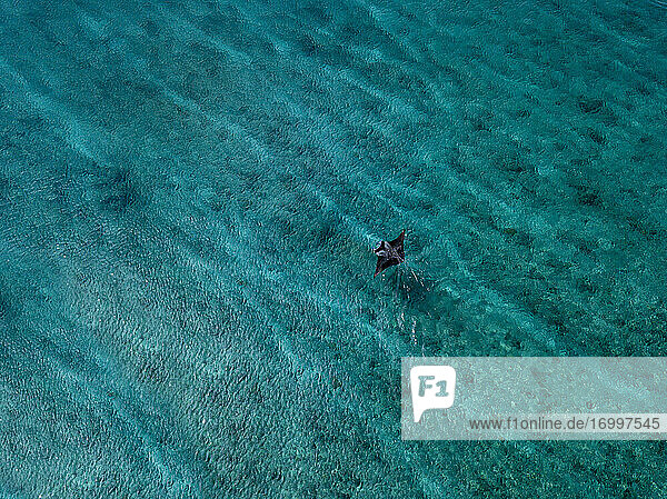 Mantarochen schwimmen im türkisfarbenen Meer auf den Malediven