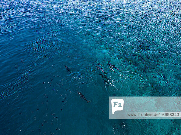 Dolphins swimming in sea  aerial view