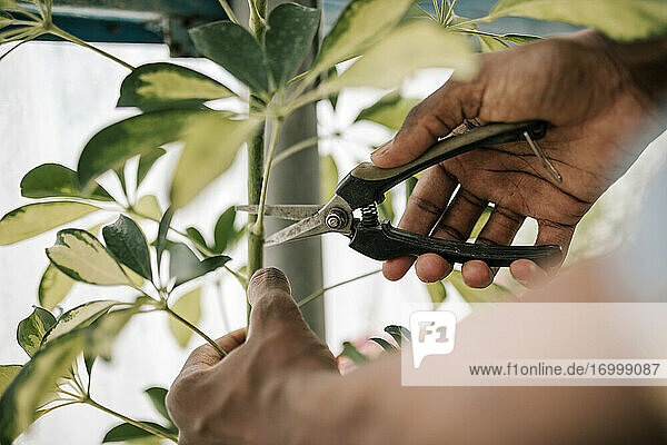 Hände eines jungen Landwirts beim Beschneiden von Pflanzen mit einer Schere im Gewächshaus