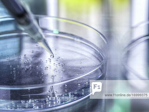 Wissenschaftliches Experiment mit Stammzellen in einer Petrischale im Labor