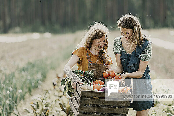 Lächelnde Landarbeiter  die Gemüse in einem Korb sammeln  während sie auf einem Bauernhof stehen