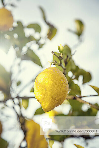 Zitrone am Zitronenbaum