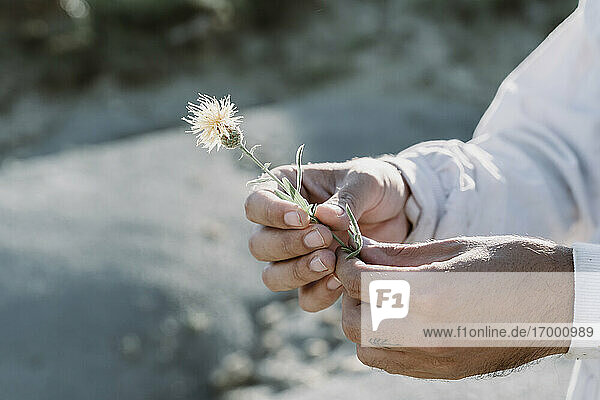 Männliche Hand hält Blume im Freien