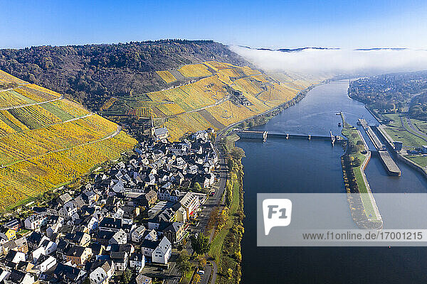 Deutschland  Rheinland-Pfalz  Zeltingen-Rachtig  Stadt und Weinberge an der Mosel im Herbst  Luftbild