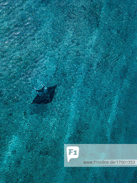 Drohnenaufnahme eines Seeteufels beim Schwimmen im türkisfarbenen Meer auf den Malediven