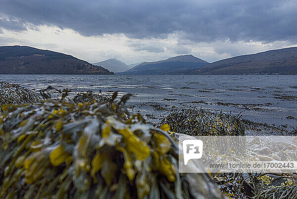 Loch Fyne with kelp covered rocks in foreground  Scotland