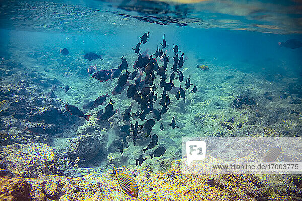 Underwater view of school of fish swimming in clear waters of Arabian Sea