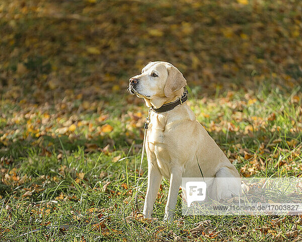 Labrador Retriever im Park im Herbst