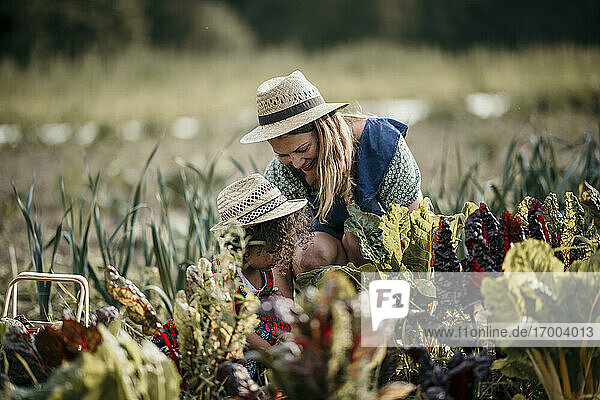 Frau und Mädchen ernten bei der Arbeit auf dem Bauernhof