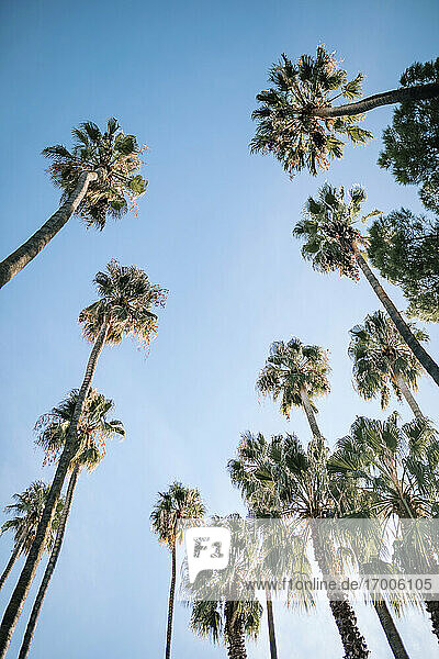 Hohe Palmen im Park vor blauem Himmel