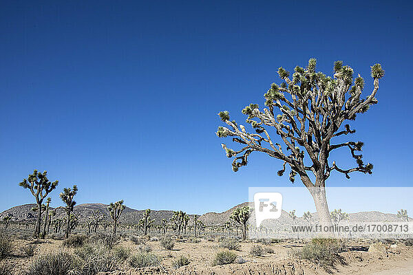 Josuabaum (Yucca brevifolia)  im Joshua Tree National Park  Mojave-Wüste  Kalifornien  Vereinigte Staaten von Amerika  Nordamerika